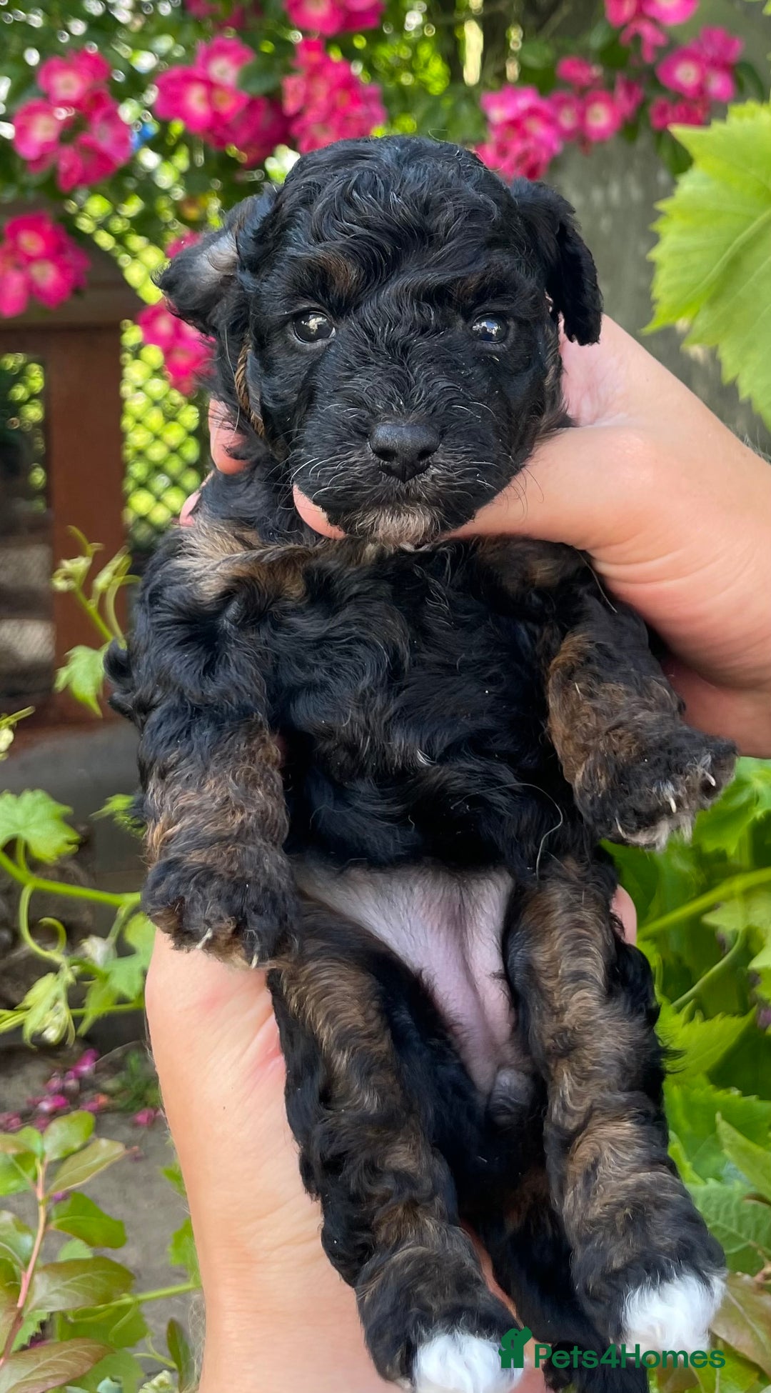 Jackapoo dogs for sale: JACKAPOO PUPPIES  in Saint Austell - Image 11