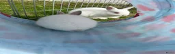 Netherland Dwarf rabbits for sale: Netherland Dwarf Baby rabbits - Advert 10