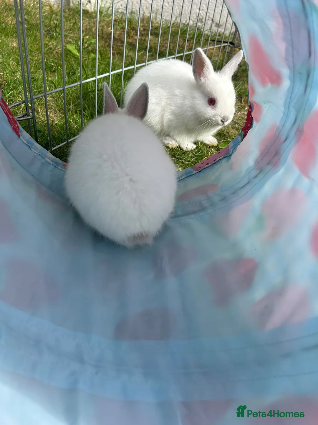 Netherland Dwarf rabbits for sale: Netherland Dwarf Baby rabbits - Advert 10