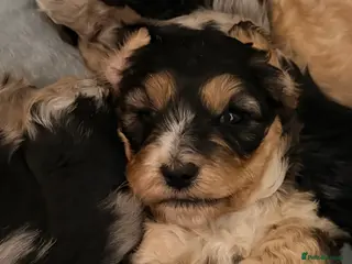 Cockapoo dogs F1 Cockapoo Puppies - Advert 14