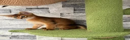 Abyssinian cats for sale: Last 2 boys ready to go!!! - Advert 6