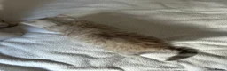 Mixed Breed cats for sale: Beautiful Fluffy Kittens – BritishLonghair&Ragdoll in Penicuik - Advert 22