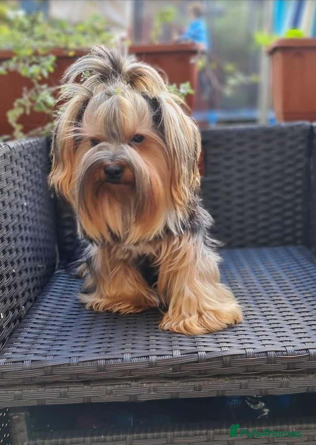 Yorkshire Terrier dogs for sale: Adorable Yorkie Puppies Ready 4 Their Forever Home - Advert 10