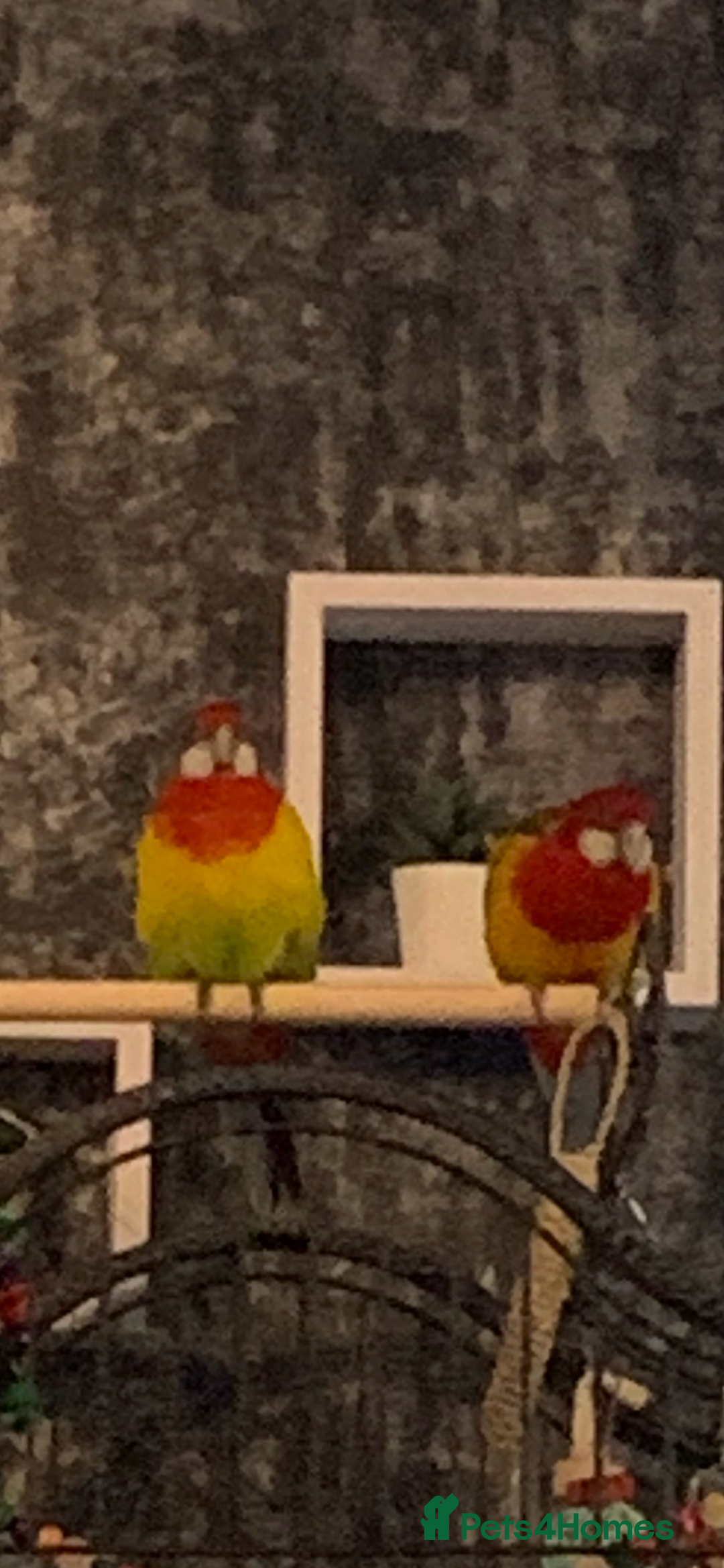 Parakeets birds for sale: 2 golden mantle rosellas with cage - Image 8