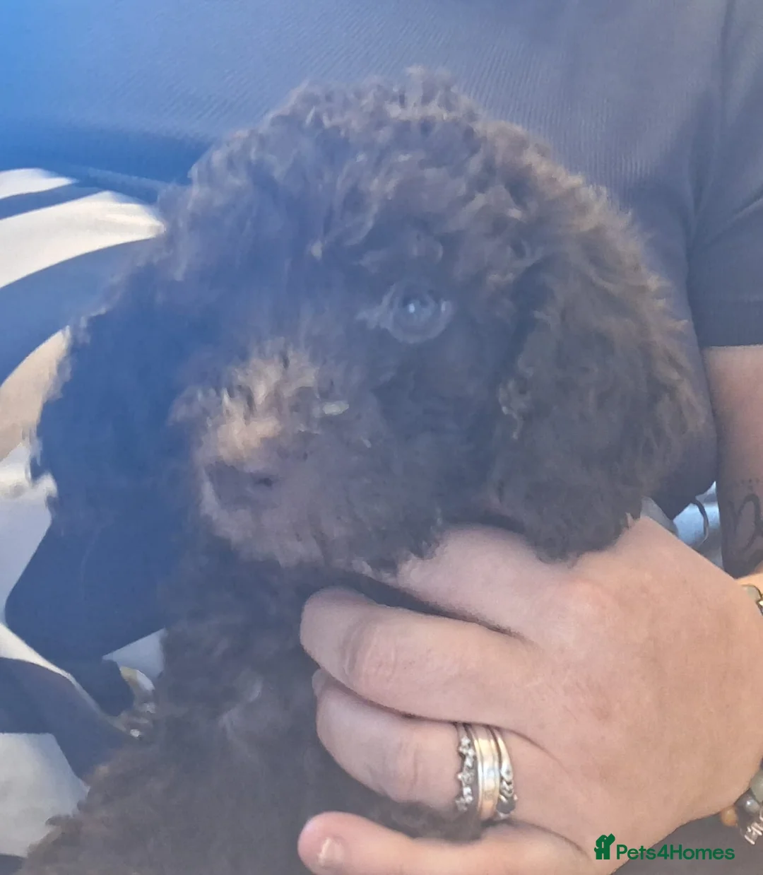 Cockapoo dogs for sale: Our Murphy in Billingham - Advert 9
