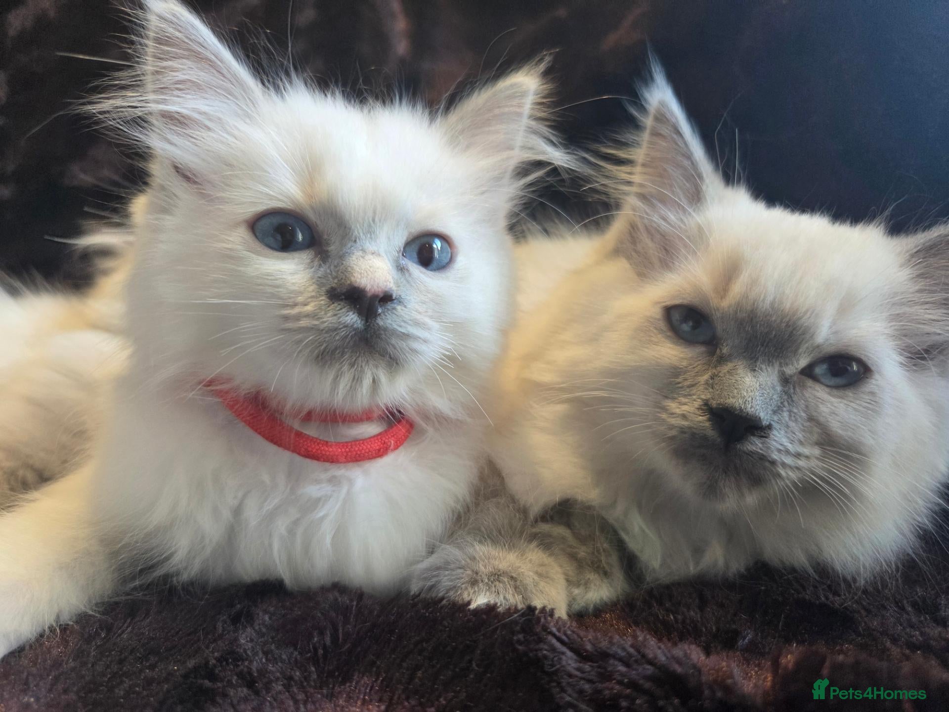 Ragdoll cats 🏆GCCF REG. EXTENSIVELY TESTED RAGDOLL KITTENS🌟 - Advert 1