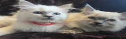 Ragdoll cats for sale: 🏆GCCF REG. EXTENSIVELY TESTED RAGDOLL KITTENS🌟 - Advert 5
