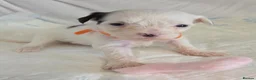 Chinese Crested dogs for sale: Pure Chinese Crested Puppies - Advert 9