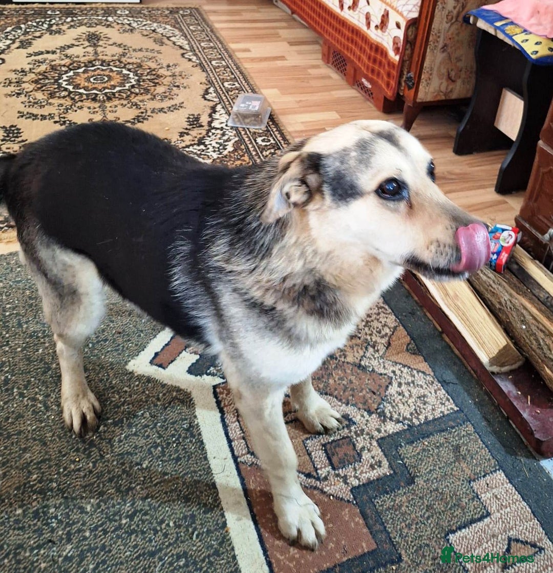 Mixed Breed dogs for adoption: 🐶Really… does nobody want to give me a chance? 💔 - Advert 12