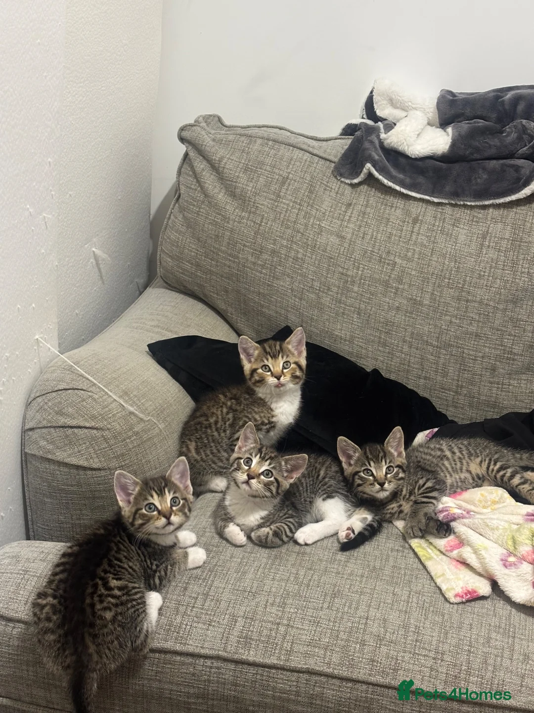 Mixed Breed cats for sale: 4 sweet natured quarter ragdoll kittens  in Shanklin - Advert 1