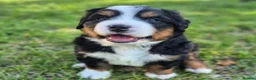 Bernese Mountain Dog dogs for sale: Well Trained Home  Bernese Mountain Pups  in Reading - Advert 4