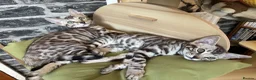 Bengal cats for sale: LAST GIRL. READY NOW - Advert 12