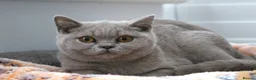 British Shorthair cats for sale: British Shorthair Lilac & Grey Blue Cute Kittens  - Advert 9
