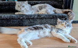 Maine Coon cats for sale: Maine coon  - Image 13