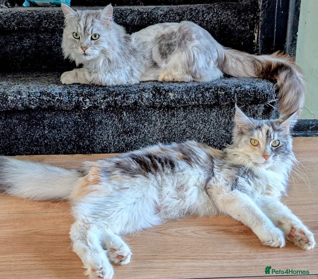Maine Coon cats for sale: Maine coon  - Image 13