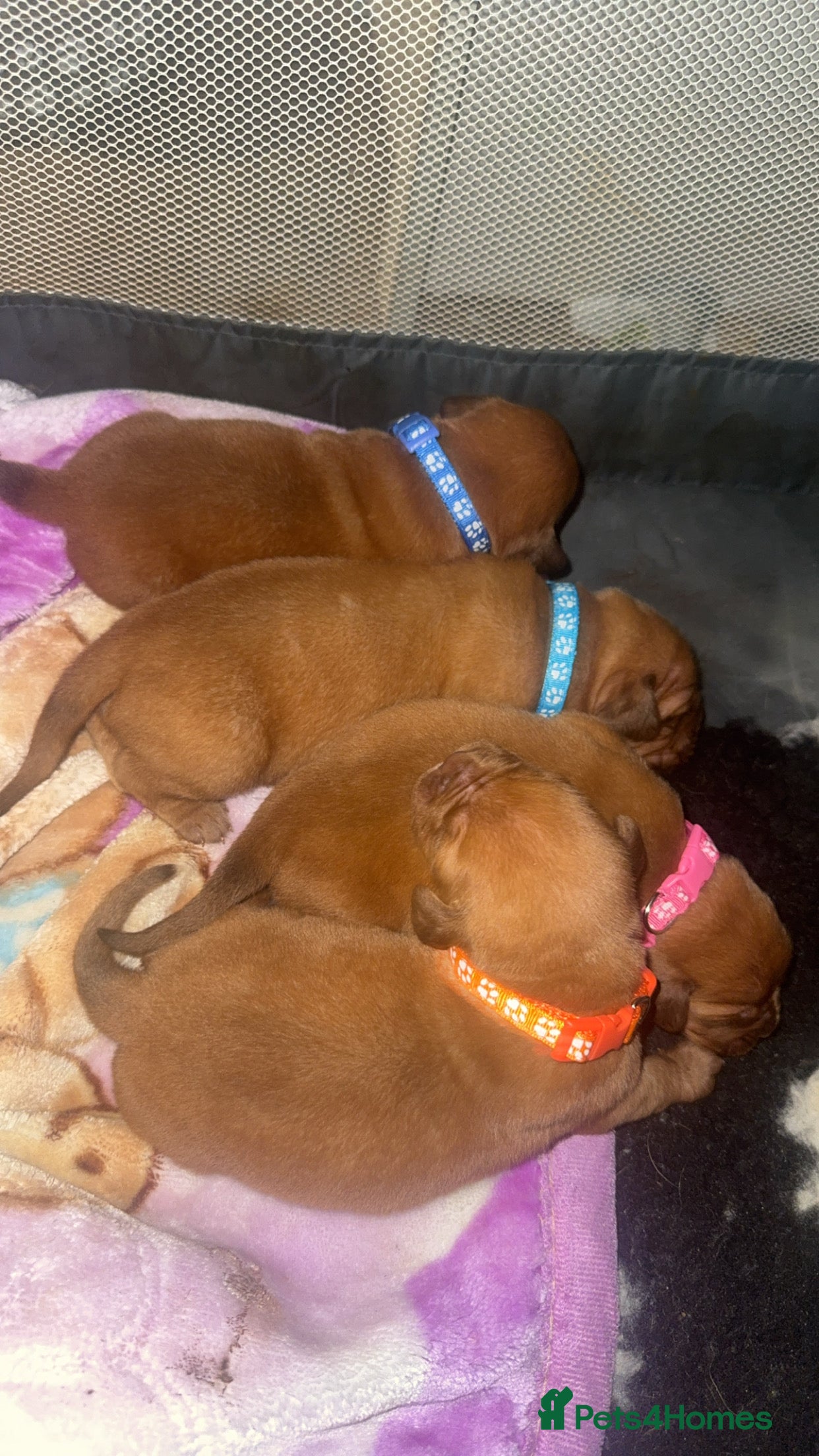 Dogue De Bordeaux dogs (REDUCED) kc registered champ blood ddb puppies  - Advert 1