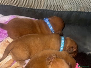 Dogue De Bordeaux dogs (REDUCED) kc registered champ blood ddb puppies - Advert 5