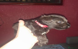 Mixed Breed dogs for sale: Snorkie pups - Image 25