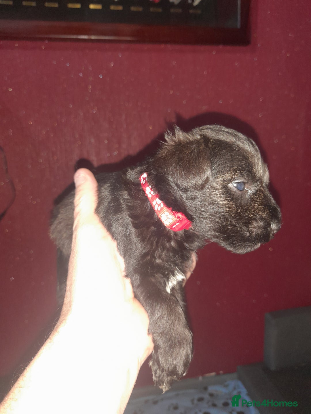 Mixed Breed dogs for sale: Snorkie pups - Image 25