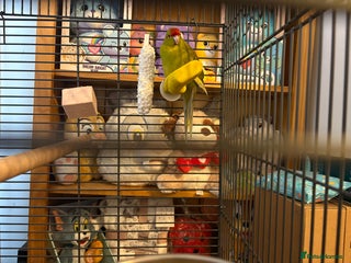 Parakeets birds for sale: Lovely female kakariki parakeet for sale - Advert 1