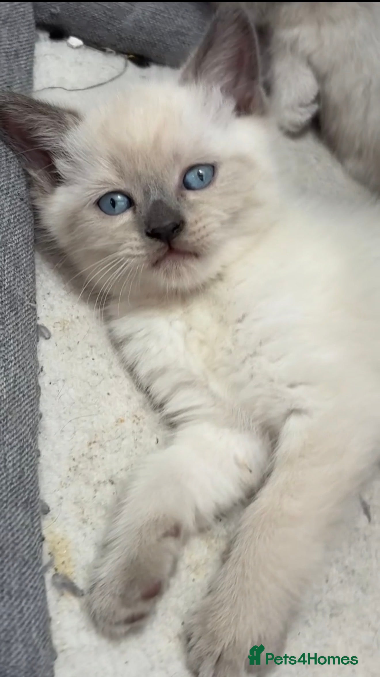 Mixed Breed cats Beautiful mixed breed kittens.  - Advert 1