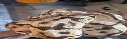 Mixed Breed reptiles for sale: Spider bumblebee ball python  in Wolverhampton - Advert 1
