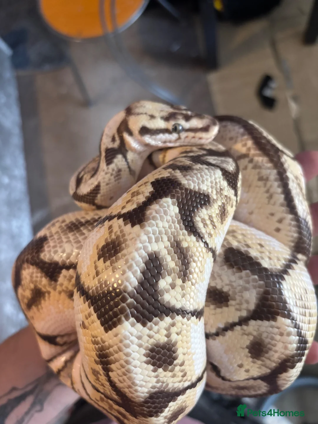 Mixed Breed reptiles for sale: Spider bumblebee ball python  in Wolverhampton - Advert 1