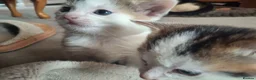 Mixed Breed cats for sale: 2 male kittens 1 female kitten - Advert 14