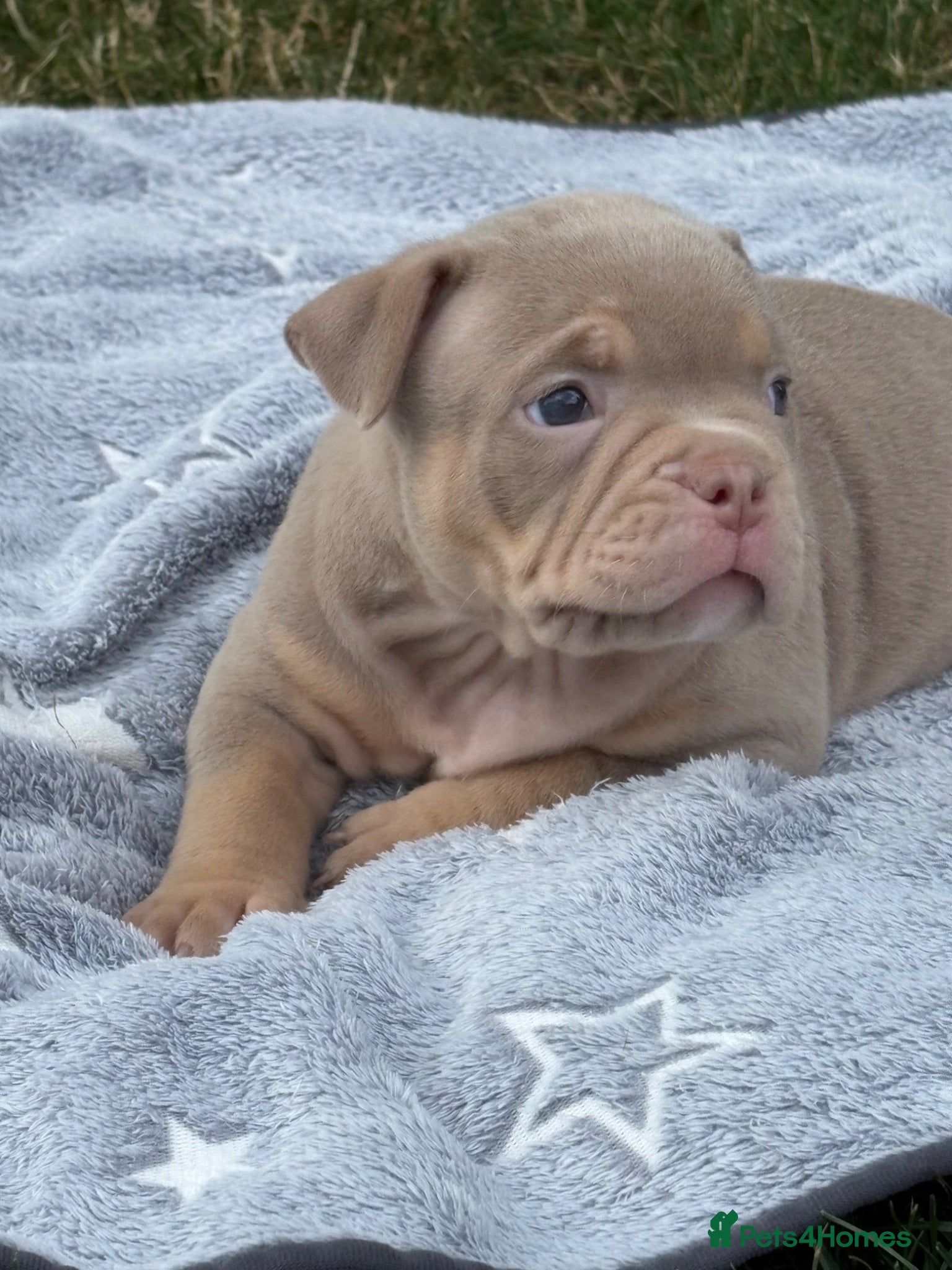 American Bully dogs Lucci vs Gr CH McLovin pups  - Advert 2