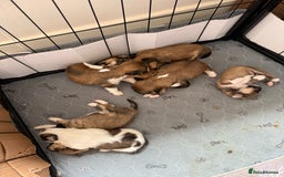 Lhasa Apso dogs for sale: 6 beautiful Lhasa apsos  - Image 11
