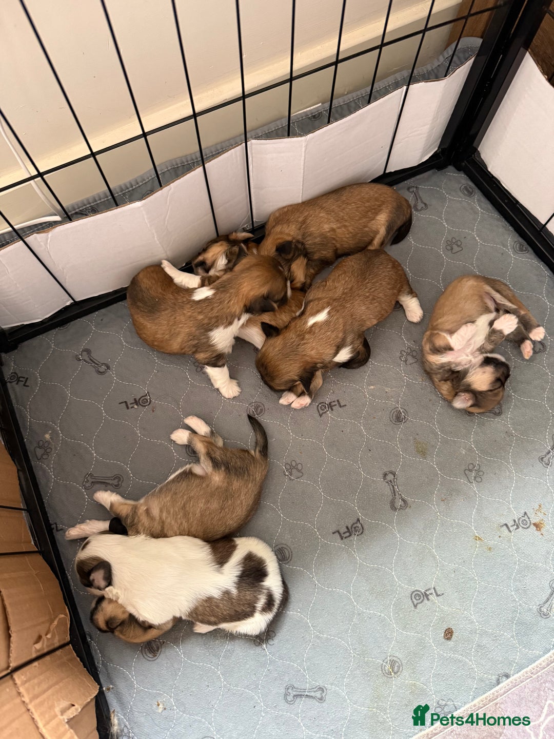 Lhasa Apso dogs for sale: 6 beautiful Lhasa apsos  - Image 11