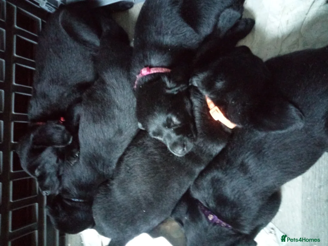 Labrador Retriever dogs for sale: Black Labradors puppies  - Advert 2