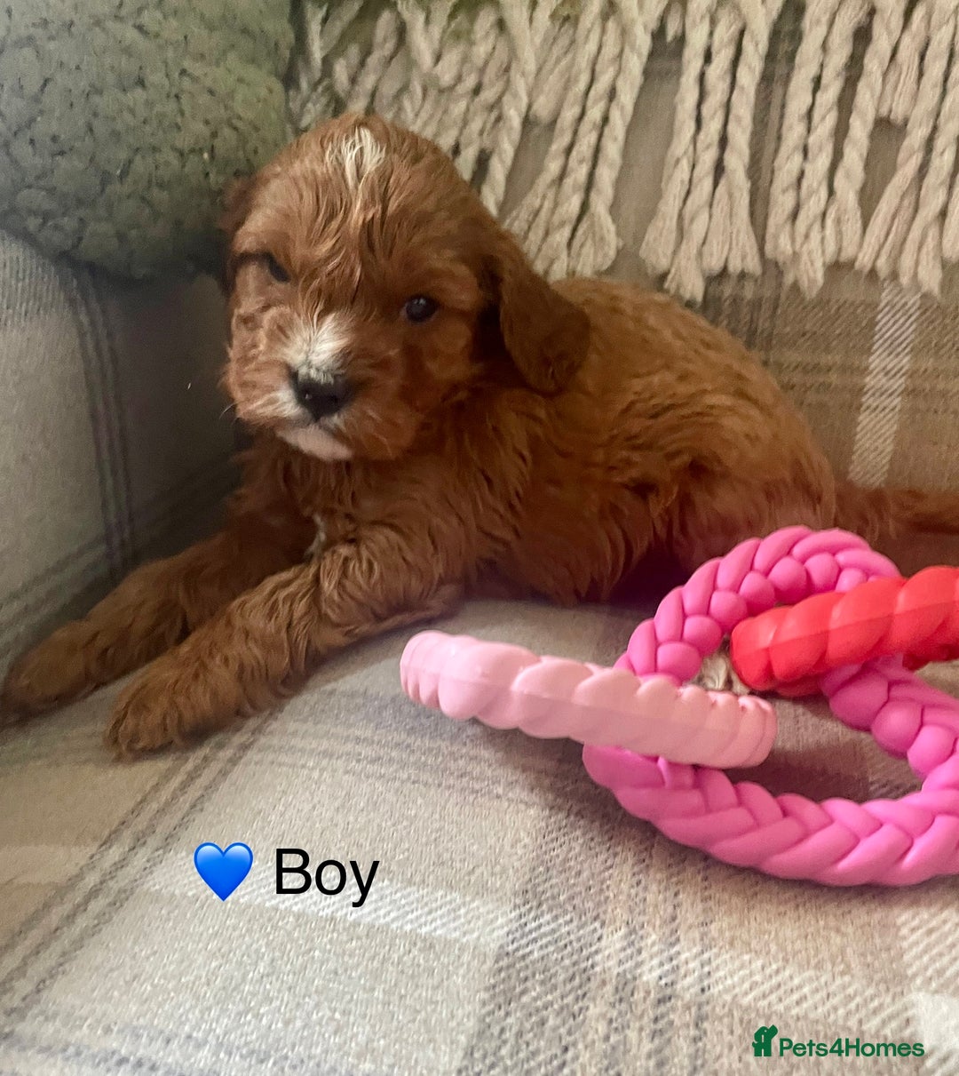 Cavapoo dogs for sale: Stunning Deep Red Health Tested F1 Cavapoos - Advert 3