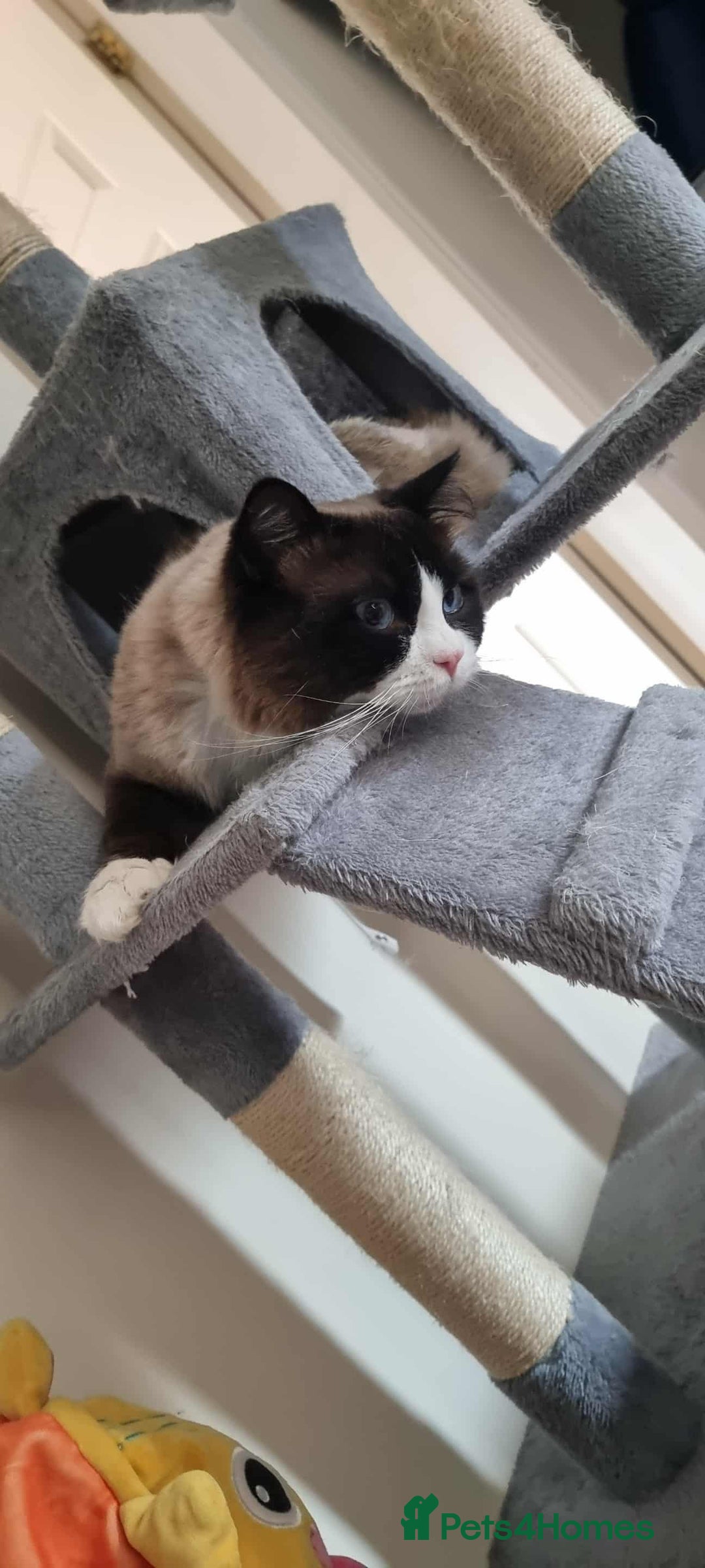 Ragdoll cats for stud: STUD ONLY - Advert 10