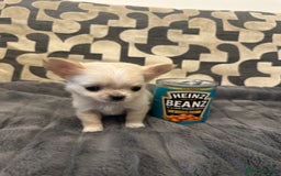Chihuahua dogs for sale: KC Reg Champion Russian lines LONG COAT puppies - Image 10