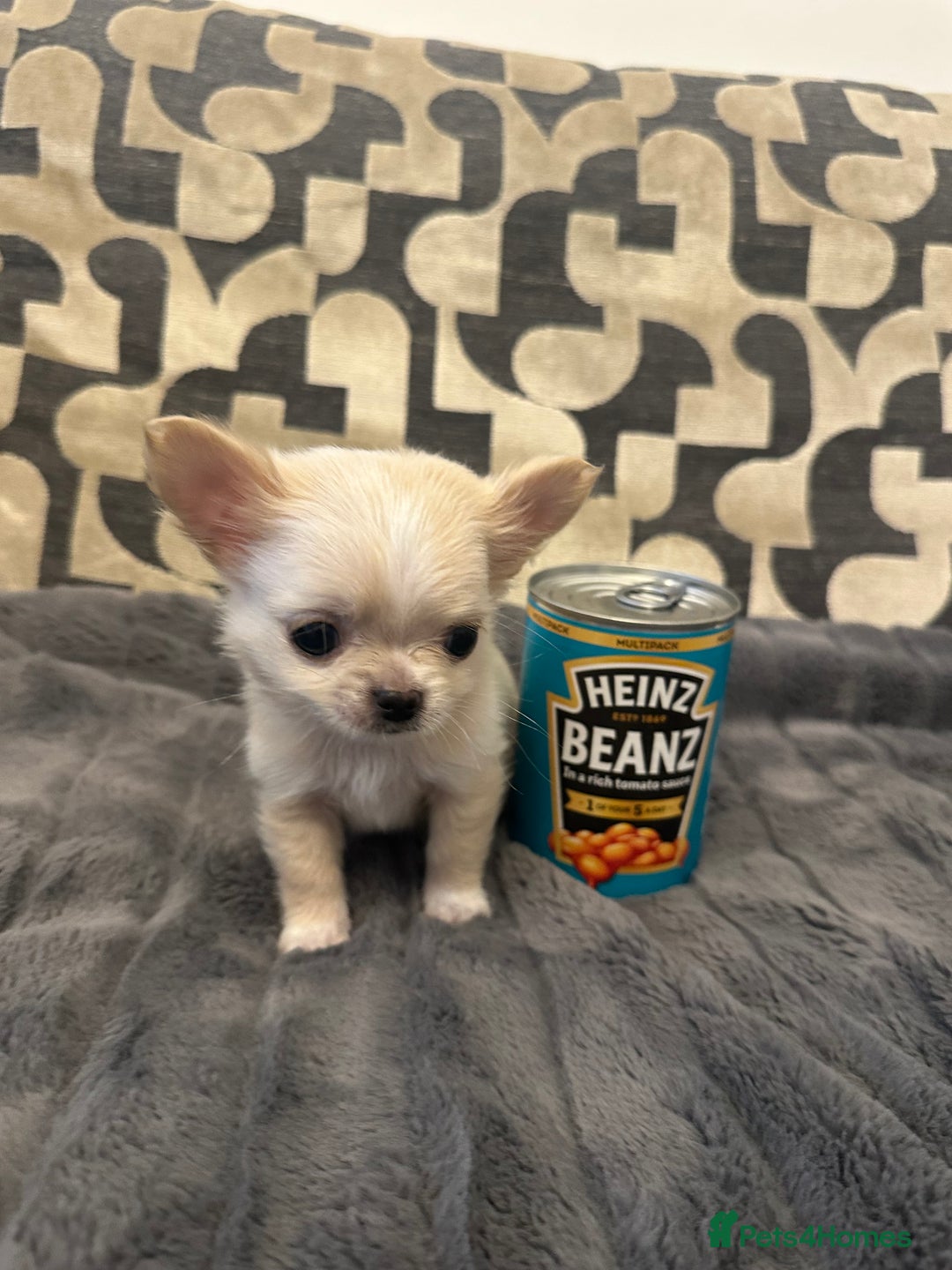 Chihuahua dogs for sale: KC Reg Champion Russian lines LONG COAT puppies - Image 10