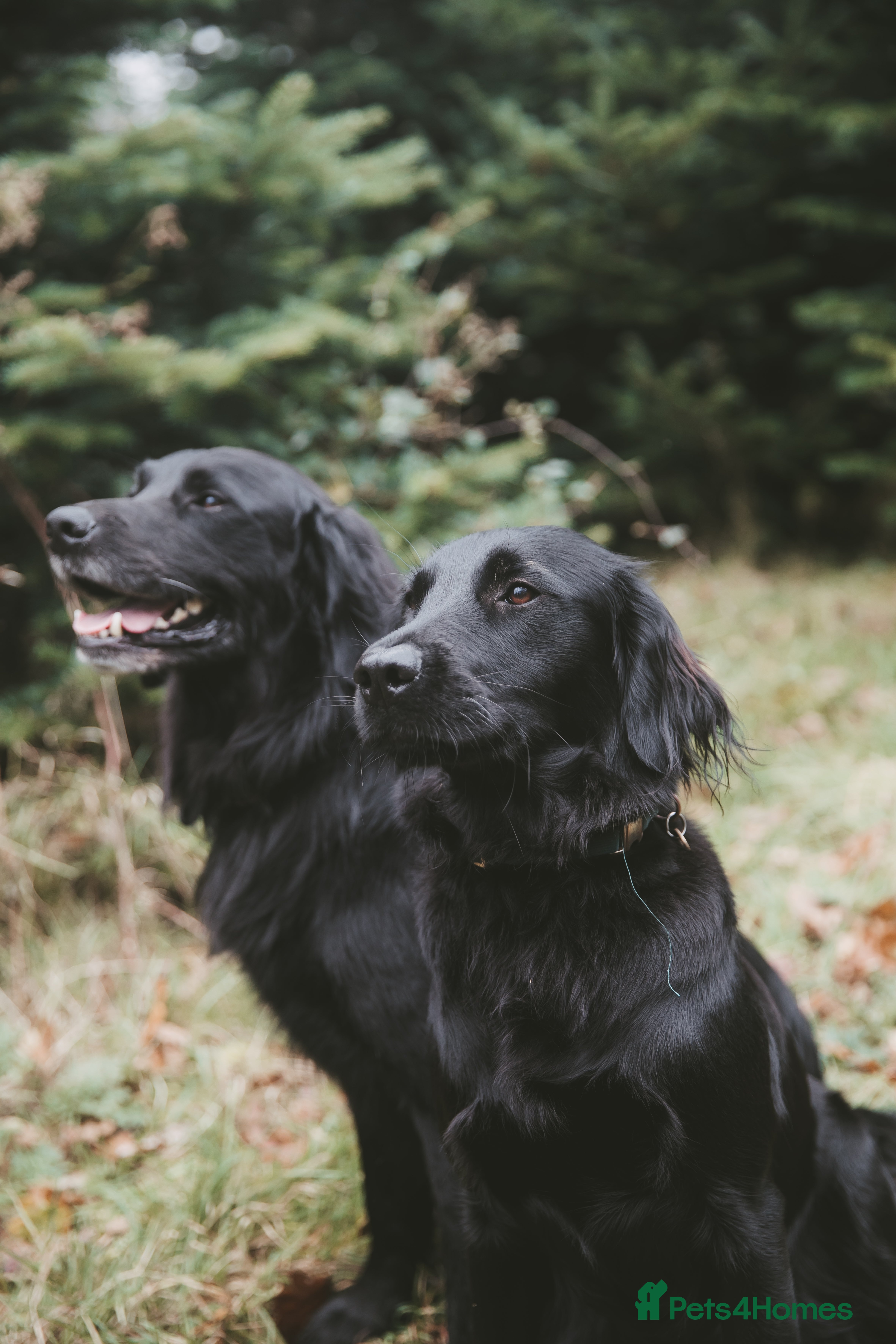 Mixed Breed dogs Flat Coat x Golden + Flat Coat x Labrador puppies  - Advert 1