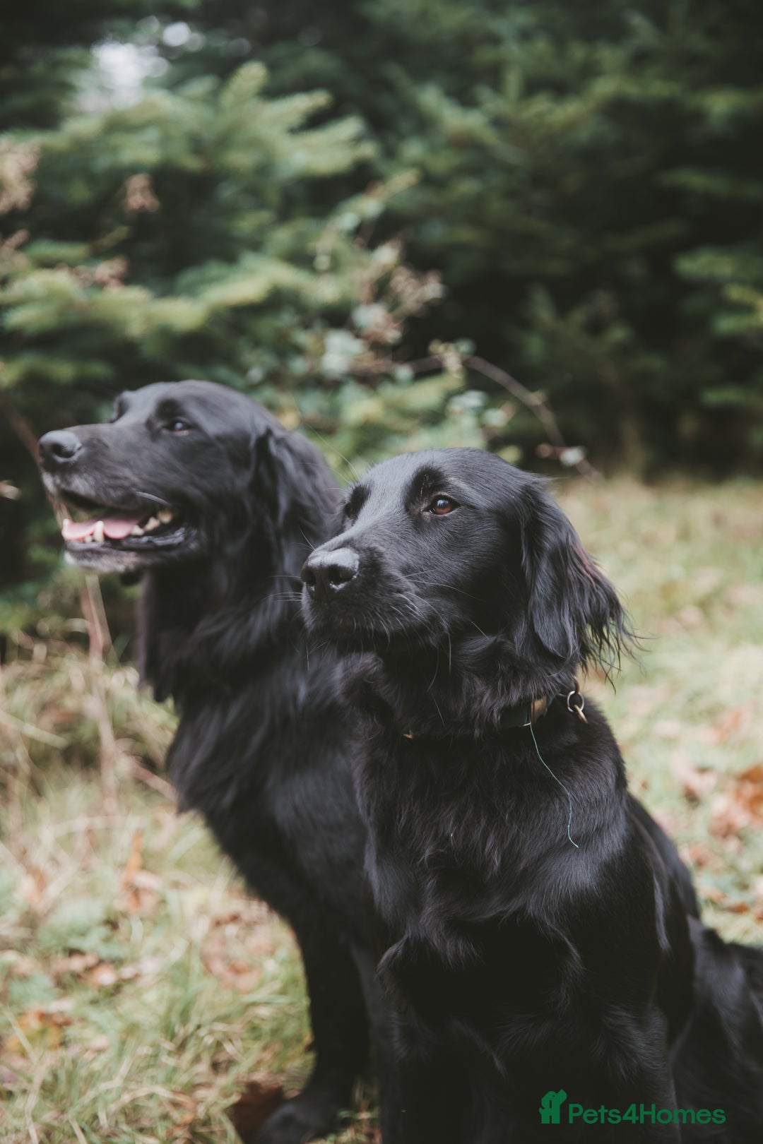 Mixed Breed dogs for sale: Flat Coat x Golden + Flat Coat x Labrador Puppies  - Advert 1