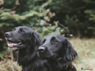 Mixed Breed dogs Flat Coat x Golden + Flat Coat x Labrador Puppies - Advert 12