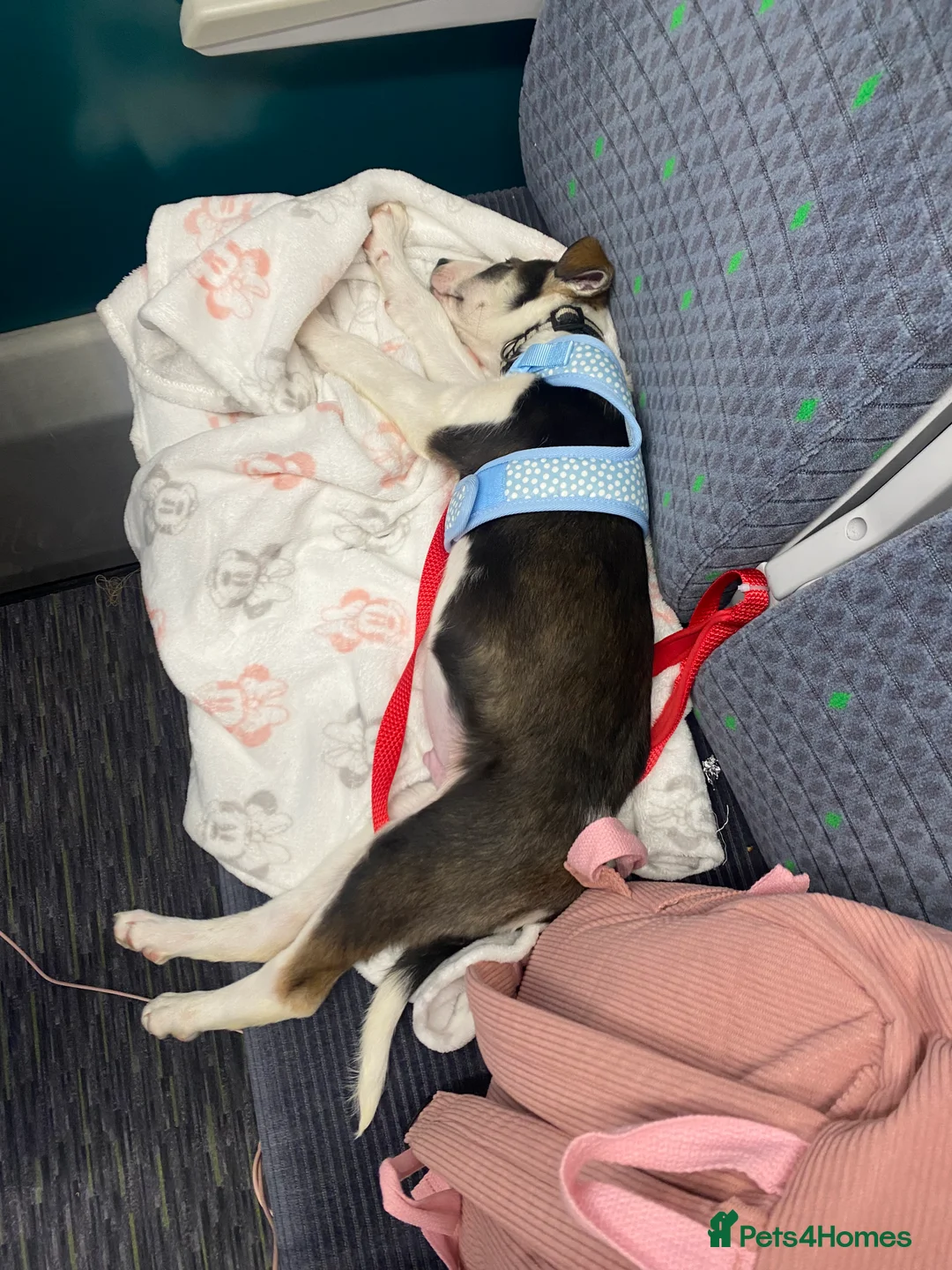 Mixed Breed dogs for sale: Male puppy - Advert 5