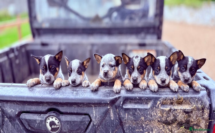 Australian Cattle Dog dogs - Advert 1