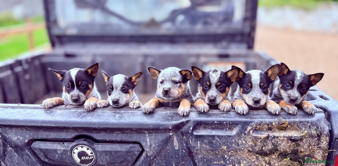 Miniature Australian Queensland Heeler Puppies For Sale Near Me