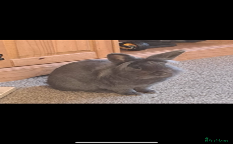 Mini Lion Lop rabbits - Advert 1