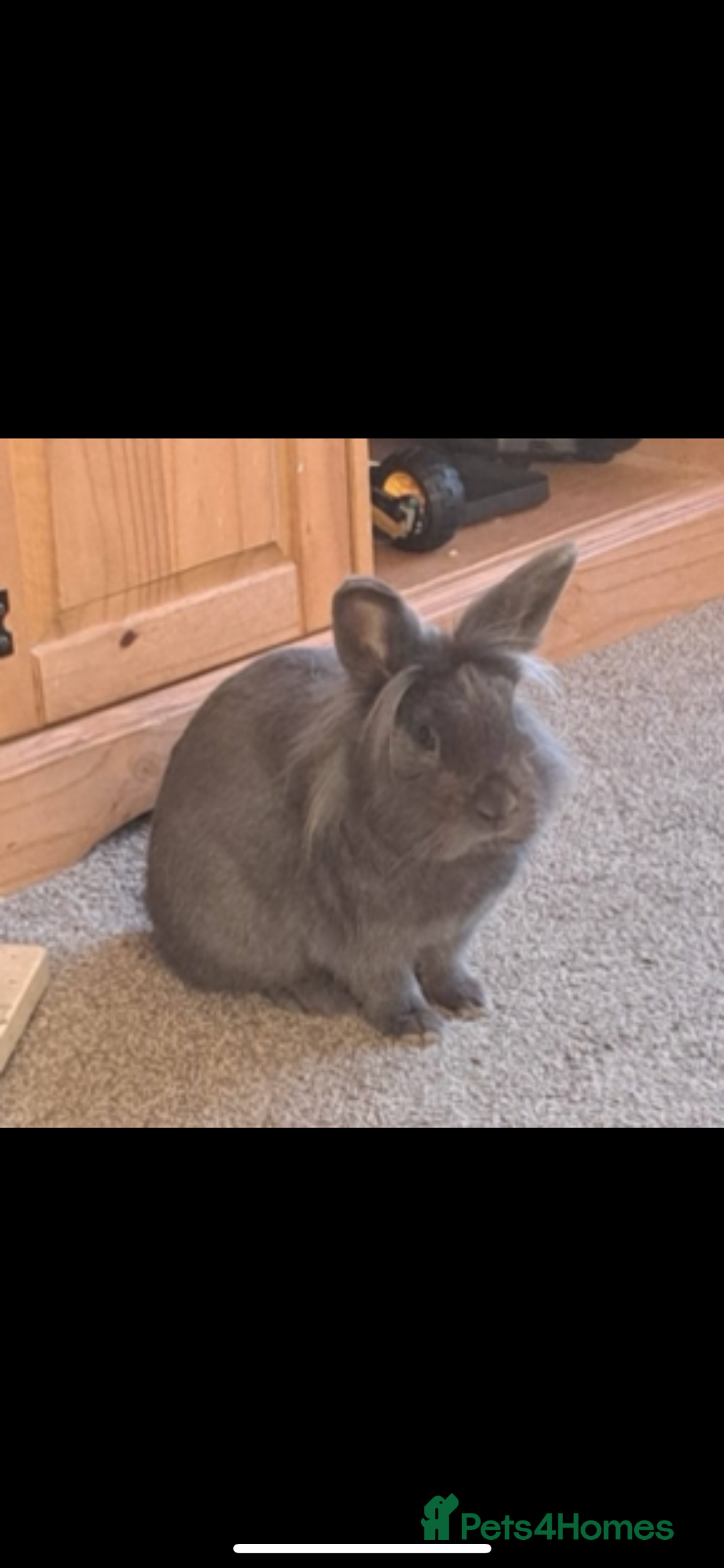 Mini Lion Lop rabbits for sale: Male lion lop, not neutered, house bunny.  - Image 1