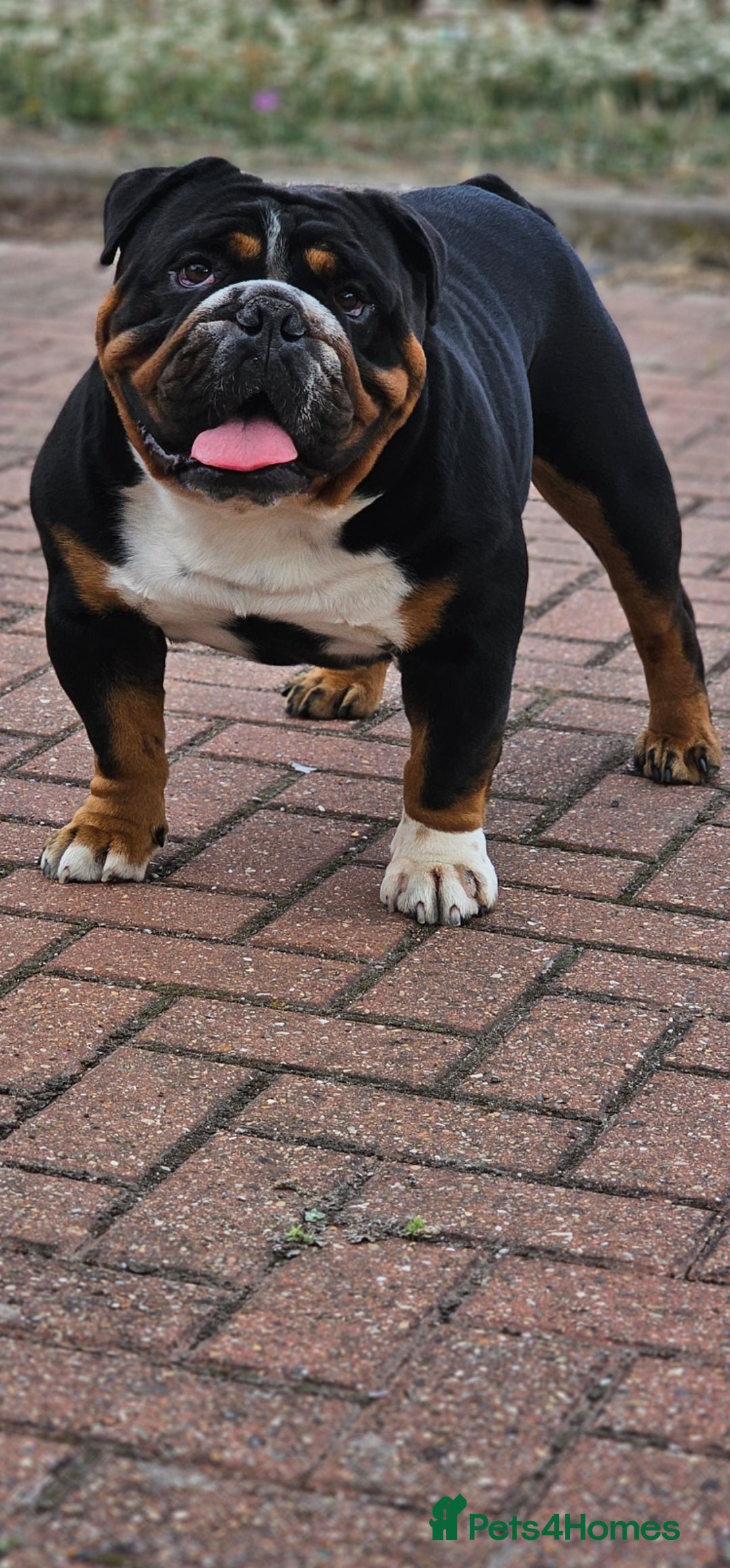 English Bulldog dogs for stud: KC BRITISH BULLDOG FOR STUD in Basildon - Advert 4