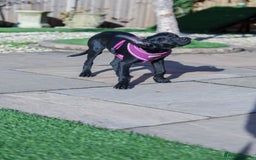 Mixed Breed dogs for adoption: Lively Little Bean - Image 15
