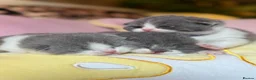 British Shorthair cats for sale: Champion line British Shorthair kittens 🏆🥇😻🐾 - Advert 4