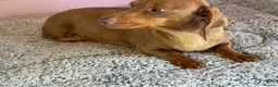 Dachshund dogs for sale: 4 year old Heidi  - Advert 5