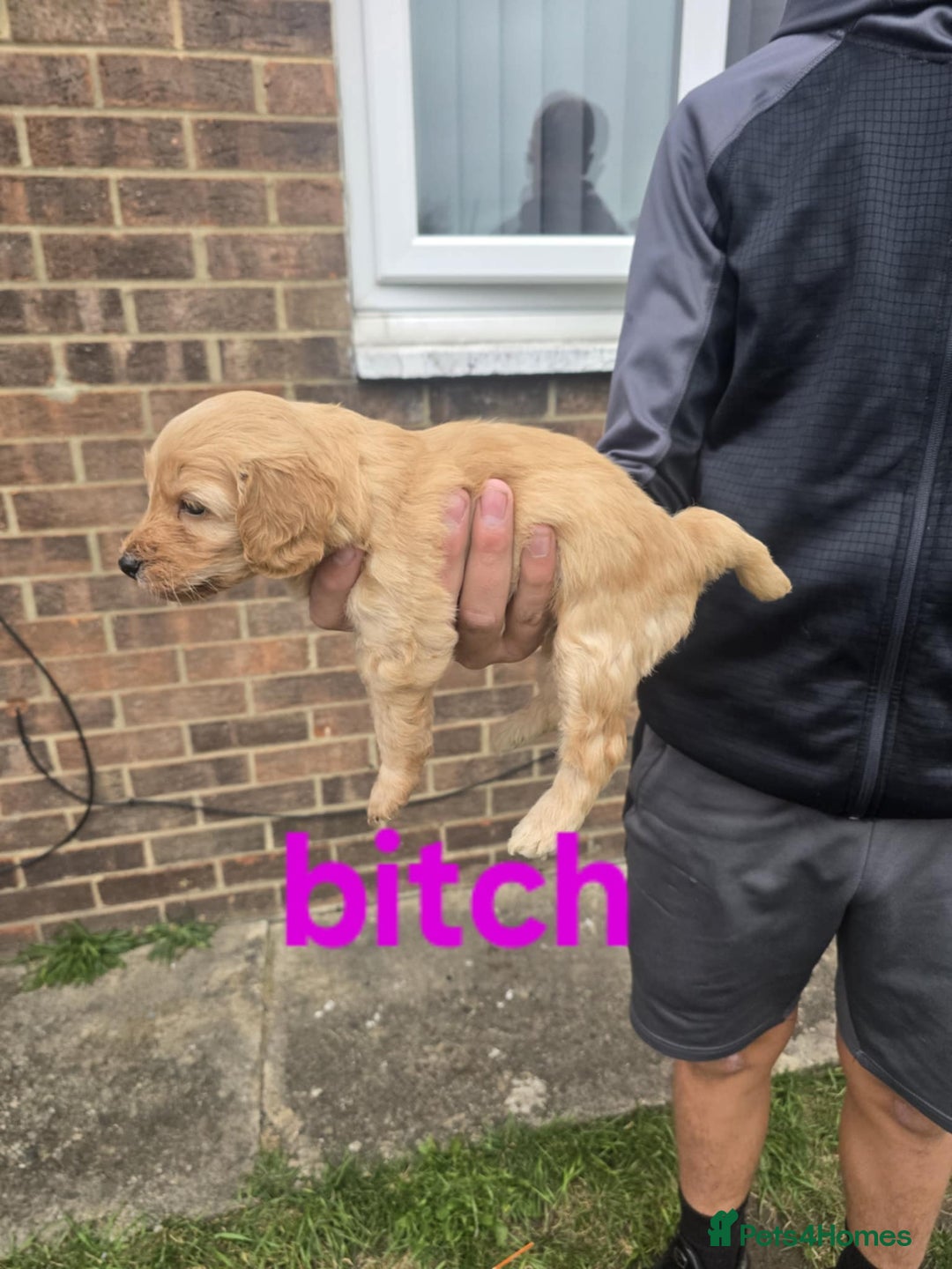 Cockapoo dogs for sale: Puppies  - Image 5