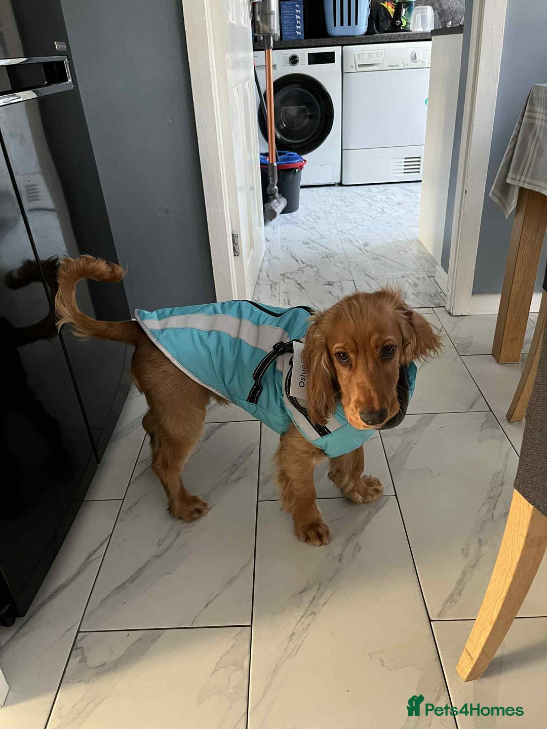 Cocker Spaniel dogs for sale: Show Cocker Spaniel Puppy  - Advert 3